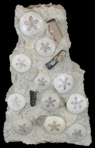 Spectacular Fossil Sand Dollar Cluster With Whale Bone #22841